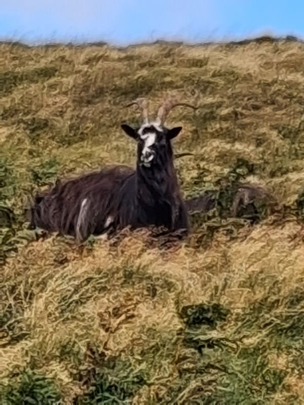 wild goat